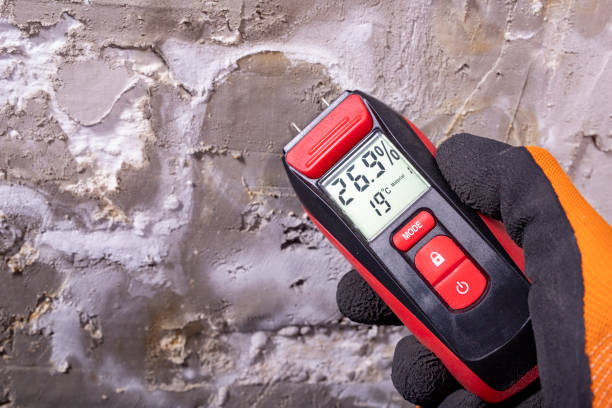 Best Commercial Mold Removal  in Southgate, KY