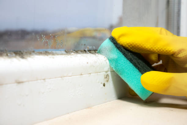 Best Attic Mold Removal  in Southgate, KY