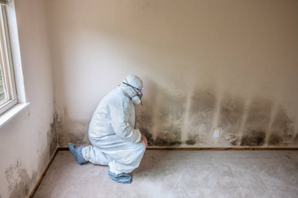 Mold Testing and Removal in Southgate, KY