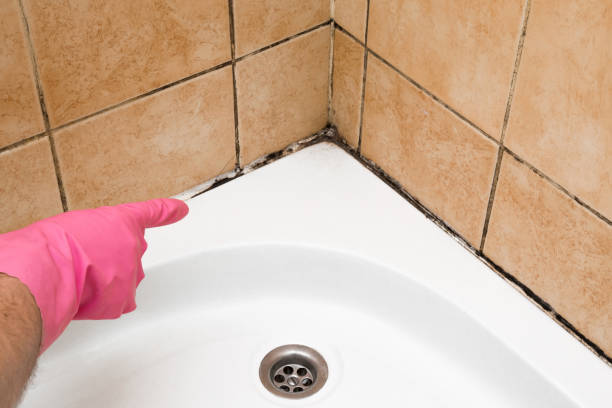 Attic Mold Removal in Southgate, KY