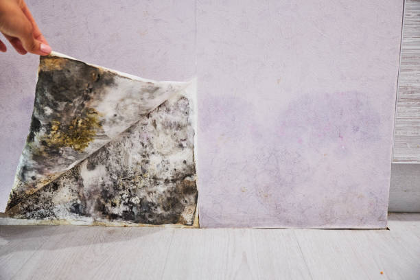 Best Mold Remediation  in Southgate, KY